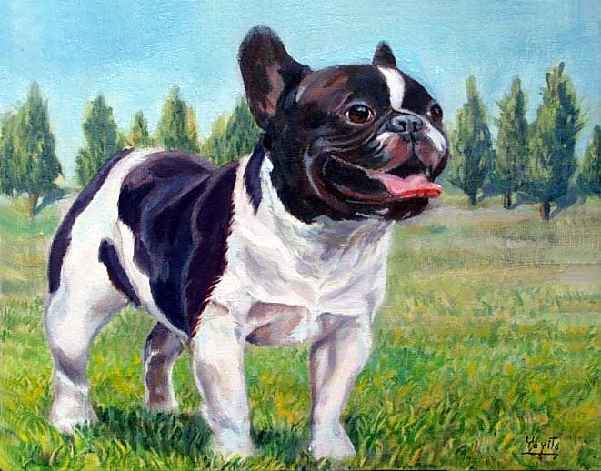 French bulldogs, Frenchies, pet portraits, Animals and Wildelife, dog